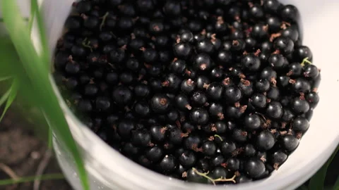 Picking black currants into a container. Video stock 314508475