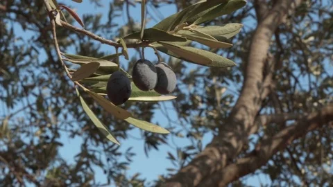 Picking black olives on the tree - 4k - close-up 動画素材 70542239