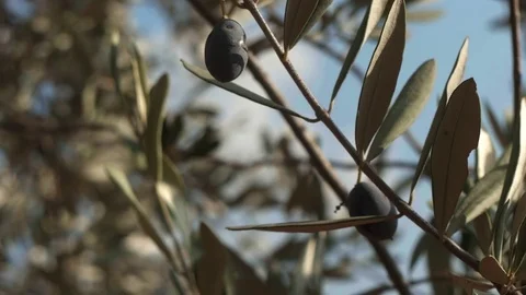 Picking black olives on the tree - 4k - close-up 動画素材 70558670