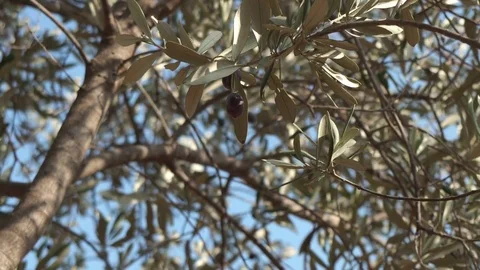 Picking black olives on the tree - 4k - close-up 動画素材 70561448