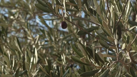 Picking black olives on the tree - 4k - close-up 動画素材 70565826