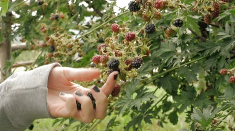 Picking blackberries - close up Stock Footage 56878116