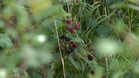 Picking Blackberries Stock Footage 115775221