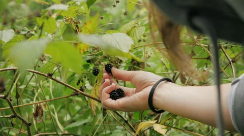 Picking blackberries in the forest Stock Footage 56877481