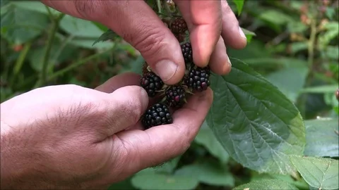 Picking blackberries in the forest Stock Footage 129972310