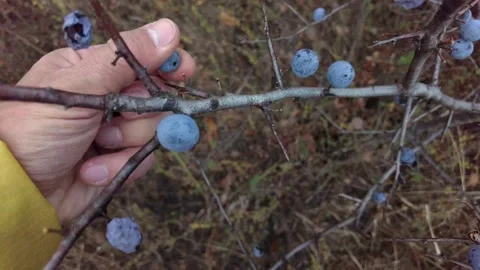 Picking blackberries in forest Stock Footage 218111842
