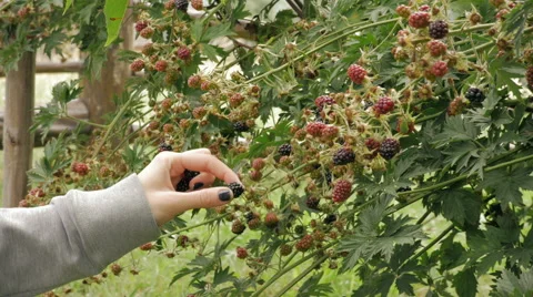 Picking blackberries - medium shot Stock-Footage 56877645