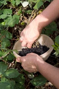 Picking blackberries Фото