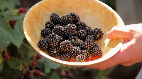 Picking Off Blackberry and Putting It into Bowl Stock Footage 55633778