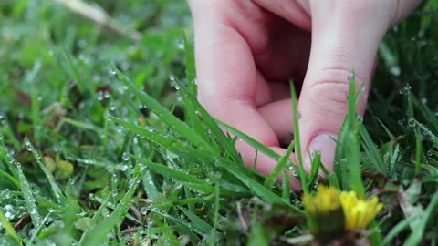 Picking a Blade of Grass Video stock 200784476