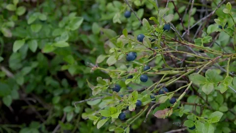 Picking blue berries in the forrest during summer Stock Footage 136024876