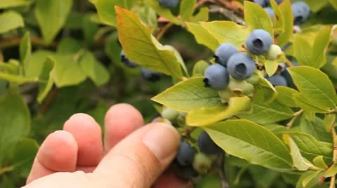 Picking Blueberies Close Up Stock Footage