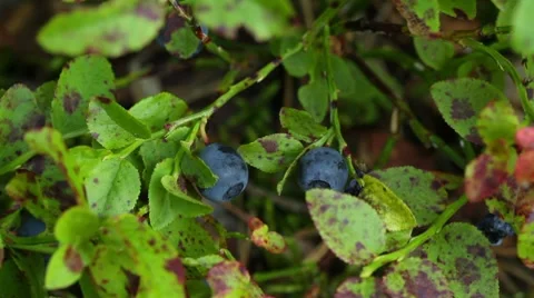 Picking blueberries Stock Footage