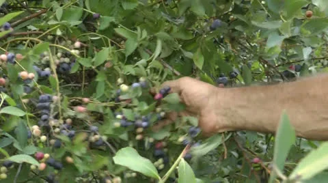 Picking blueberries Stock Footage 22997591