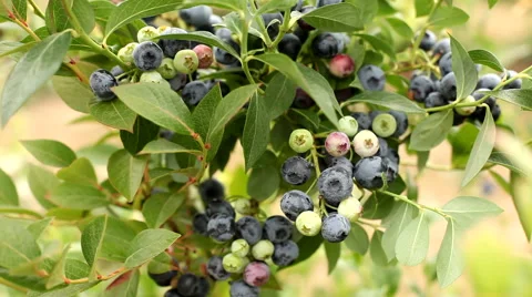 Picking blueberries Stock Footage 62278748