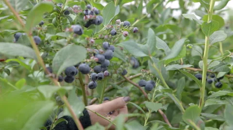 Picking Blueberries Stock Footage 65828676