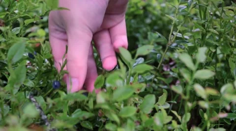 Picking blueberries Stock Footage