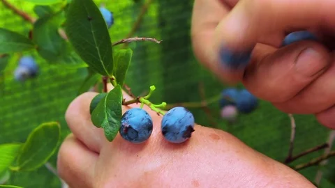 Picking blueberries Stock Footage 77236432