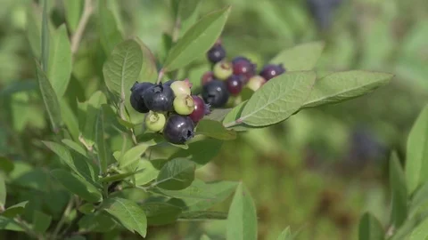 Picking blueberries Stock Footage 100138034