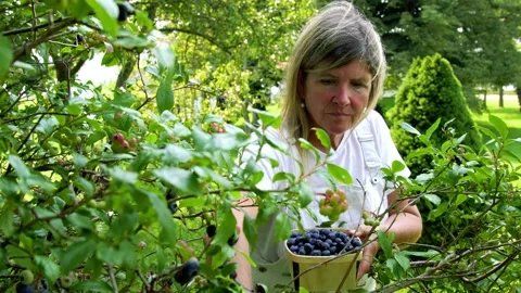Picking blueberries Stock Footage 158452431