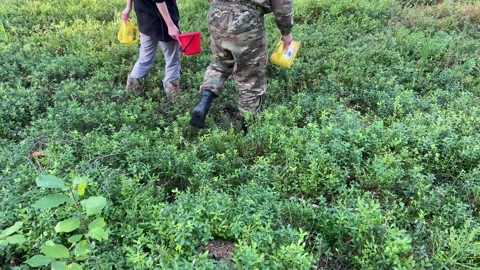 Picking blueberries. Video stock 225832263