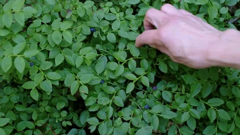 Picking blueberries. Stock Footage 231326010