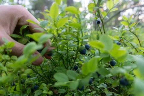 Picking blueberries in the forest Stock Photos