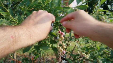 Picking blueberries HD POV Vídeos de archivo 791981