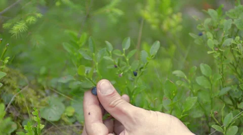 Picking blueberries slow motion Stock-Footage 27526862