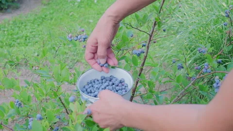 Picking blueberries, a woman's hand while picking Stock Footage 246177106