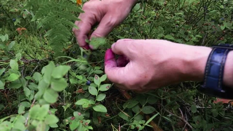 Picking blueberry Video stock 155967036