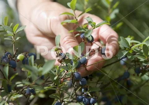 Picking bog whortleberry Stock Photos