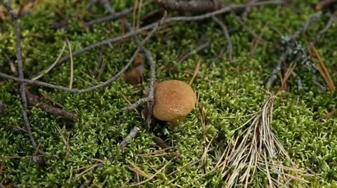 Picking bolete mushroom Stock Footage 12110135
