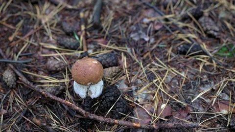 Picking a boletus in the forest. forest litter from leaves and needles. mushroom Stock Footage 161410770