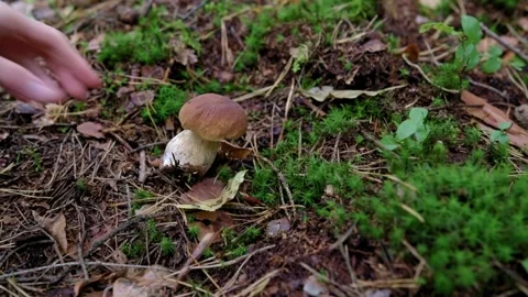 Picking a boletus in the forest. forest litter from leaves and needles. mushroom Stock Footage 161412346