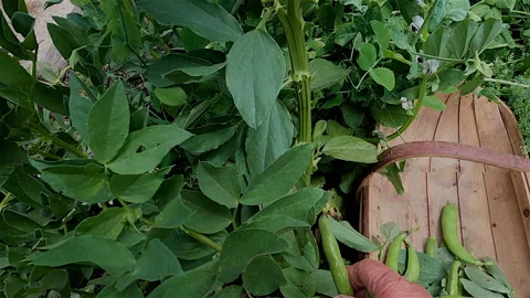 Picking Broad Beans Stock Footage 145152131