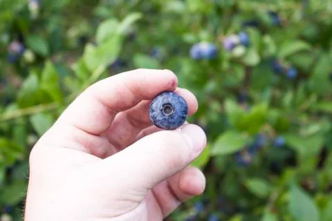 Picking bush blueberries Stock Photos