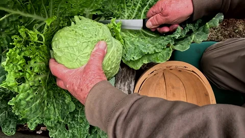 Picking a Cabbage in he Kitchen garden Stock Footage 257415443
