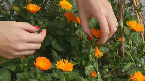 Picking calendula flower buds Stock Footage 106475914