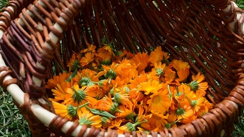 Picking calendula flowers in a basket Stock Footage 116662857
