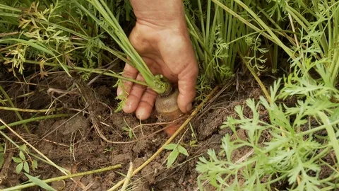 Picking a carrot Stock Footage 100661060