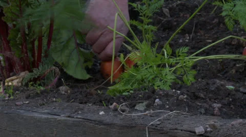 Picking Carrots Stock Footage 25958328