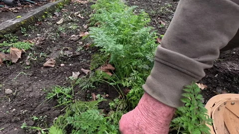 Picking Carrots Stock Footage 280040155