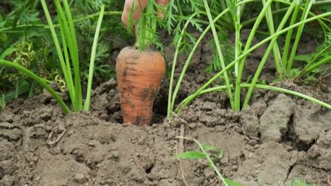 Picking carrots in the garden Stock Footage 137660920