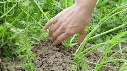 Picking carrots in the garden Stock Footage 137660935
