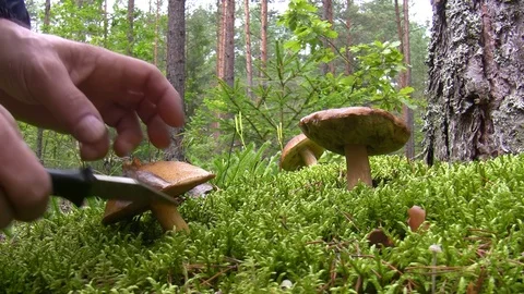 Picking cep mushrooms in the forest 動画素材 94567528