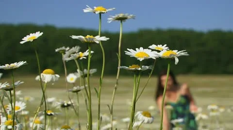 Picking chamomile Stock Footage