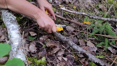 Picking chanterelles 1 Video stock 247409022