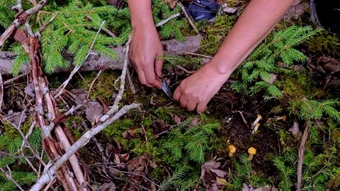 Picking chanterelles 2 Video stock 247409023