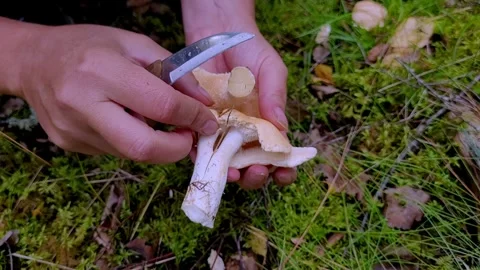 Picking chanterelles 3 Video stock 247409024